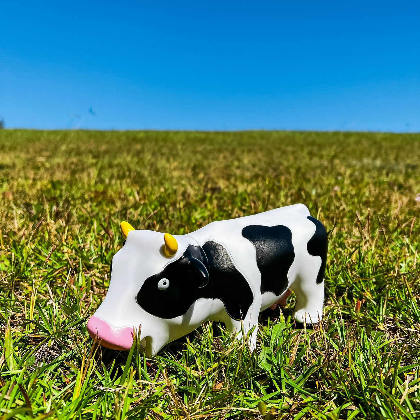 6 Pack - Squeeze Me Cow (Medium/Random Color)